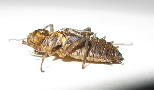 Exuvia
2011_Rabun